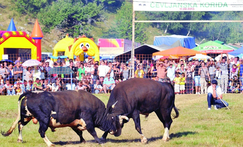 Bull fights help ease Bosnia’s ethnic divisions