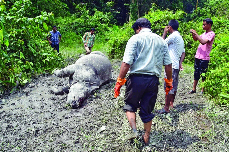 Poachers kill rare rhinos in India as drones halted