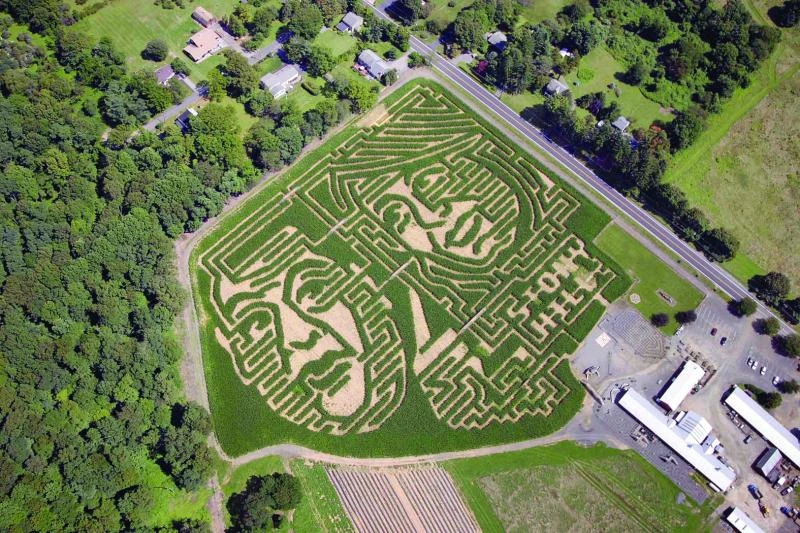 New Jersey farmer gets political with corn maze