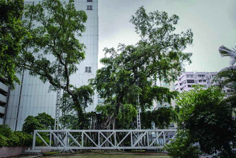 400-year-old Hong Kong tree to be chopped down