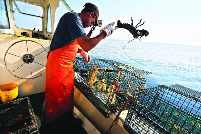 Booming lobster population pinches profits for Maine’s fishery