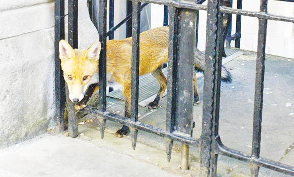 London, a playground for 10,000 urban foxes