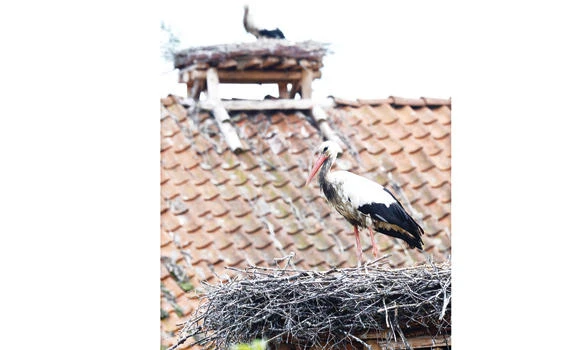 In Poland, a stork is a man’s best friend