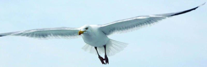 Seagulls find new home in Paris
