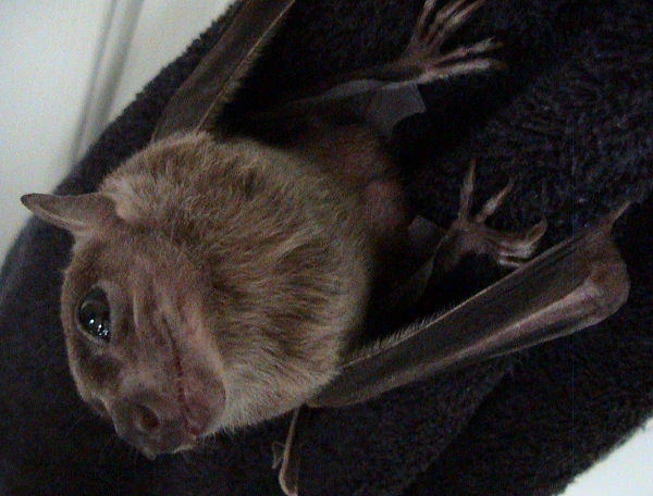 Study: MERS virus match seen in Saudi Arabian bat