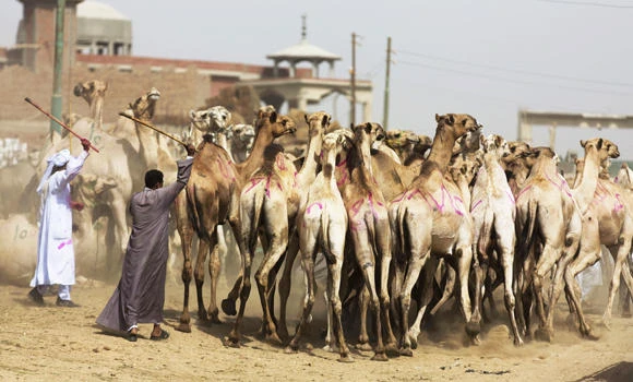 Camels now top suspects in spread of deadly MERS virus