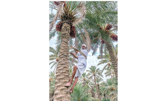 Buraidah date farmers achieve record sales