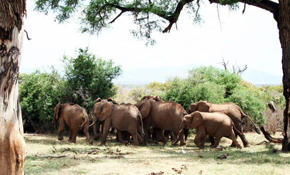 Big animals ‘crucial’ for soil fertility