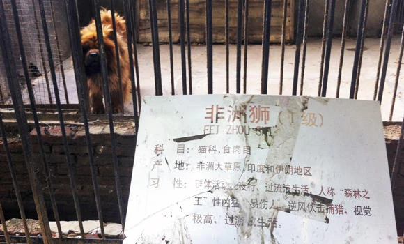 Dog refuses to play lion's role in China zoo