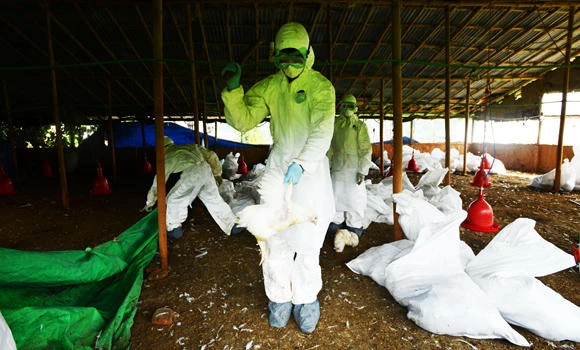 Bird flu scare sparks Nepal travel warning