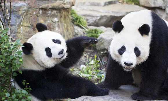 Aussie zoo hoping for first panda birth Down Under