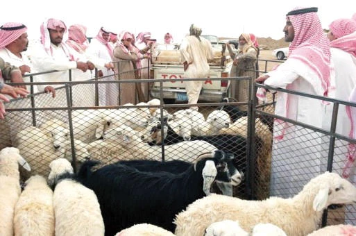 Saudis turn to imported sheep