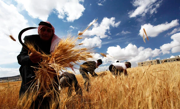 Kingdom invites global bidders for wheat purchase