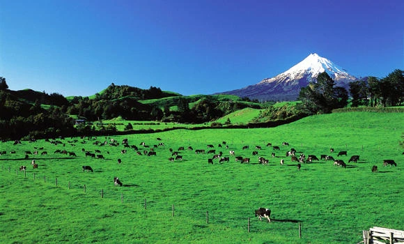 KSA affected in New Zealand tainted milk recall
