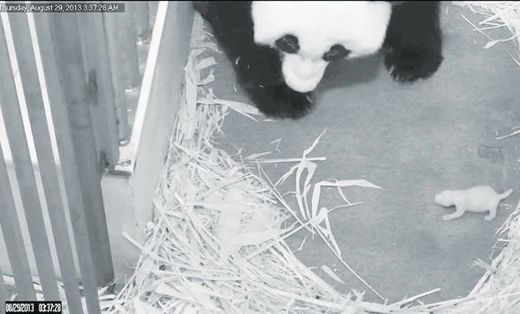 National Zoo’s panda cam proves too cute to resist