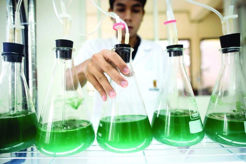 Edible algae — coming to a rooftop near you?