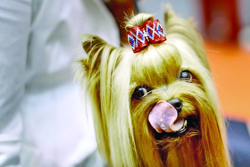 Mirror, mirror on the wall, who’s the loveliest pup of all?