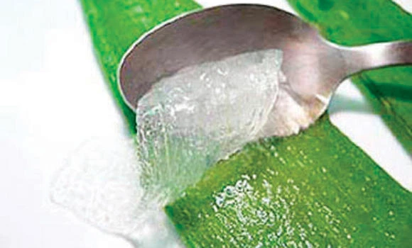 Aloe: The Healing Plant (PART 2)