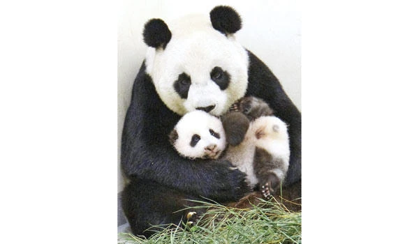 Breeding blow as Aussie panda passions run low