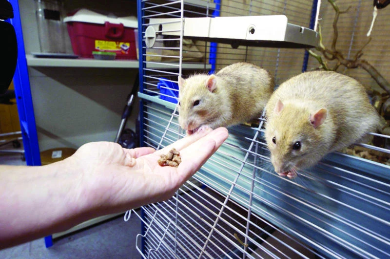 Netherlands police recruit rodents to rat on criminals