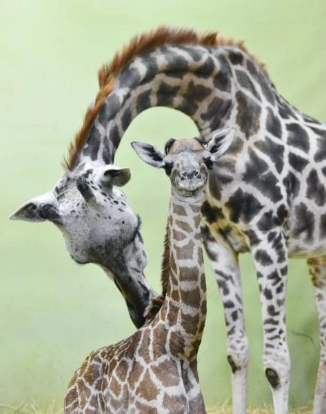 Giraffe in South Korea gives birth to 18th calf