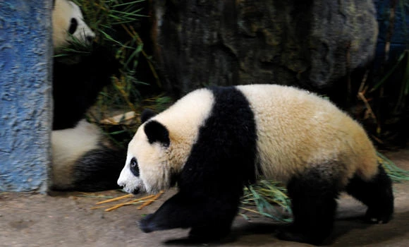 Thailand’s adored giant panda searches for love in China