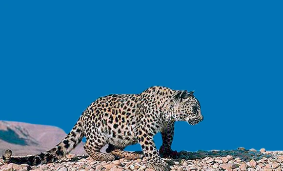 Preserving Arabian leopard: Big leap by Taif