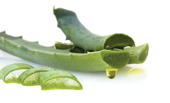 Aloe: The healing plant