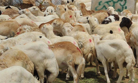 Cost of sacrificial sheep rises to SR490