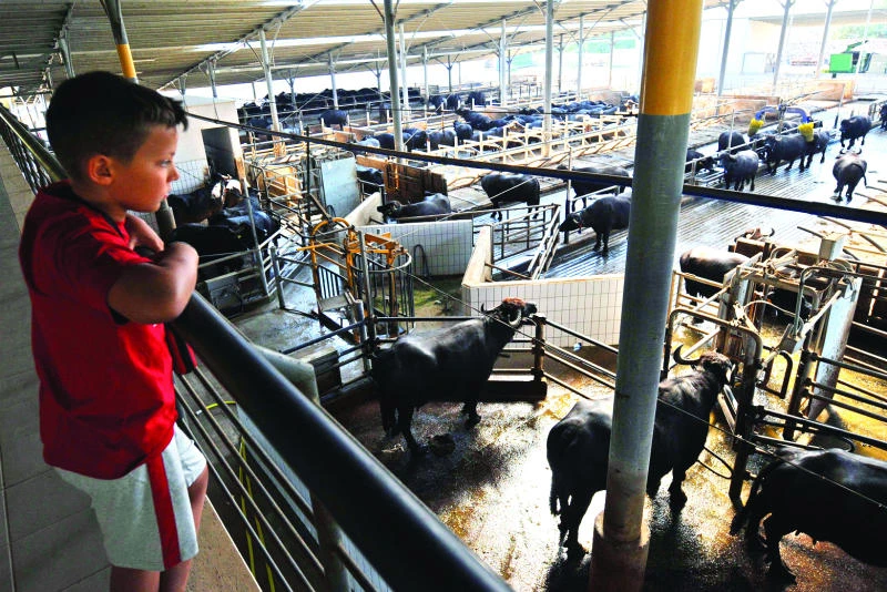 Jazz and massage: Star treatment at Italian buffalo dairy