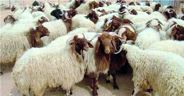 Sudan turmoil threatens KSA’s livestock supply