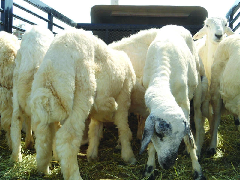 Cattle market shows impact of Nitaqat