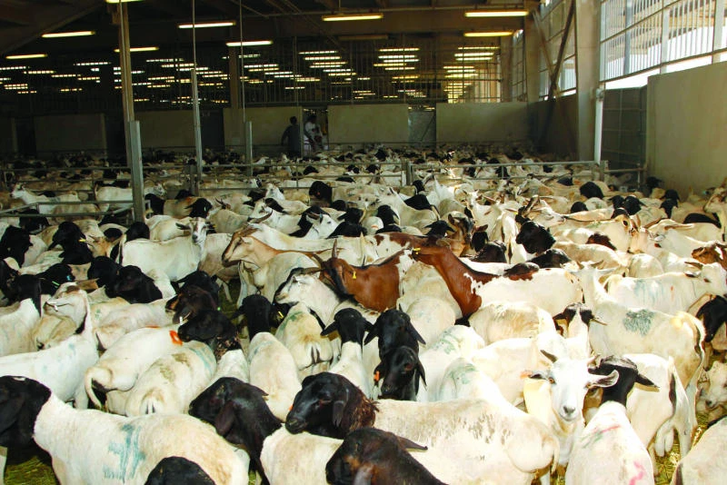 770,000 sheep sacrificed during Haj