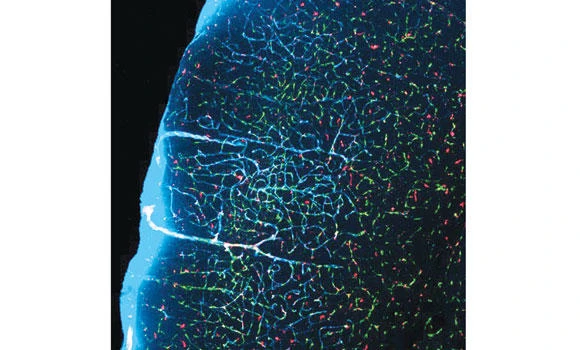 Sleep: The ultimate brainwasher?