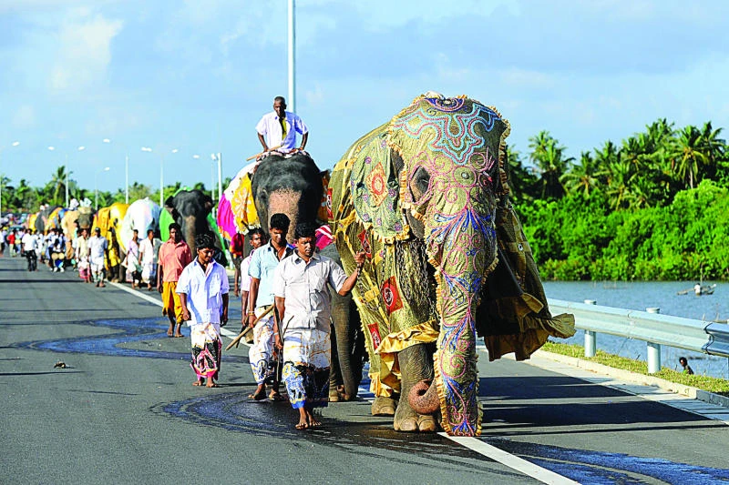 Elephant race scrapped on Sri Lanka’s new trunk road
