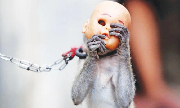 Jakarta says no to monkey business