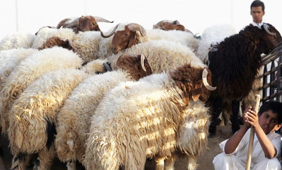 Agreements set on livestock prices
