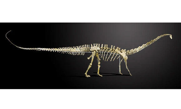 Dinosaur skeleton to go on sale in UK