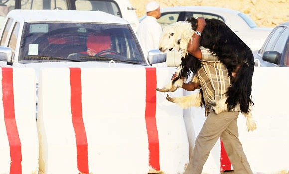 Sacrificial meat truck looted on Makkah Highway