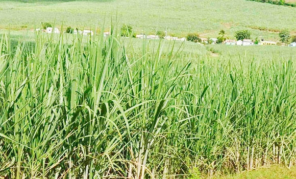 Sugar prices drop by 25% in Saudi markets