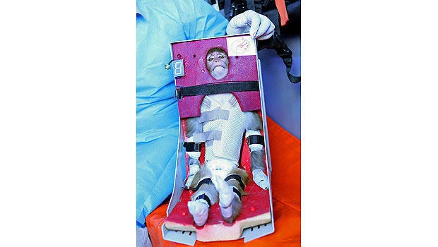 Iran to send another monkey into space