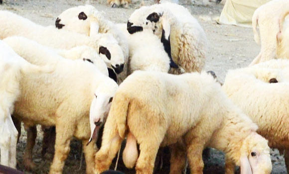 Lamb prices could hit SR1,800 a head