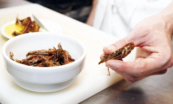 Scorpions, beetles on menu at Paris restaurant