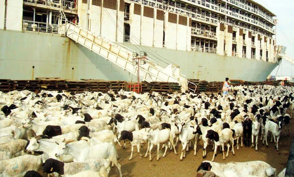 German technology to speed up slaughtering
