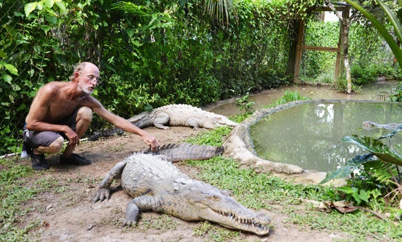 Crocodiles disappearing as dinner in Jamaica