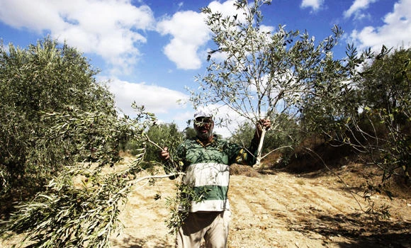 Jewish settlers vandalize Palestinian olive farm