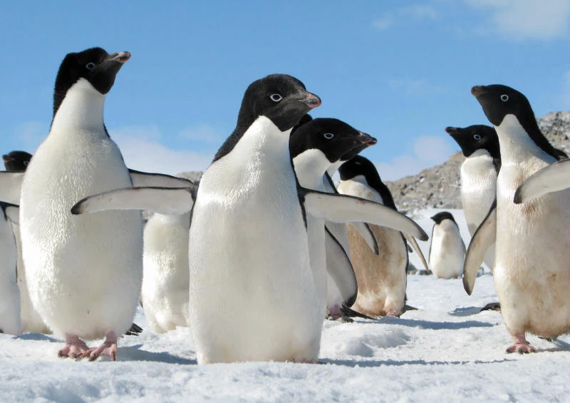 Sydney team focussing on changing habits of penguins