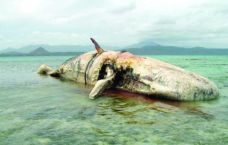 Environment groups concerned over Ghana whale deaths mystery