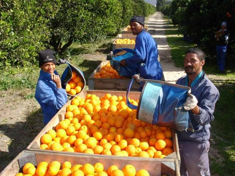 Europe plans to ban South African citrus imports