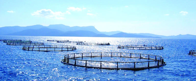 Asmak brings salmon farming to desert